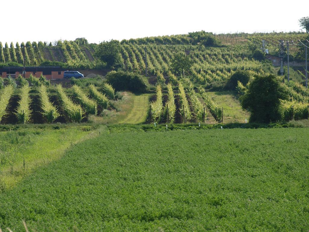 Penzion Kratochvil Dolni Dunajovice Bagian luar foto